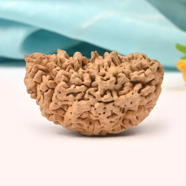1_Mukhi_Half_Moon_Collector_V