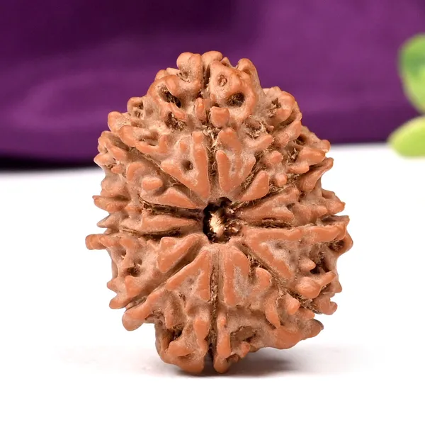 10_Mukhi_Nepal_Large_Rudraksha_Bead