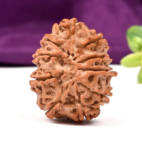 10_Mukhi_Nepal_Large_Rudraksha_Bead