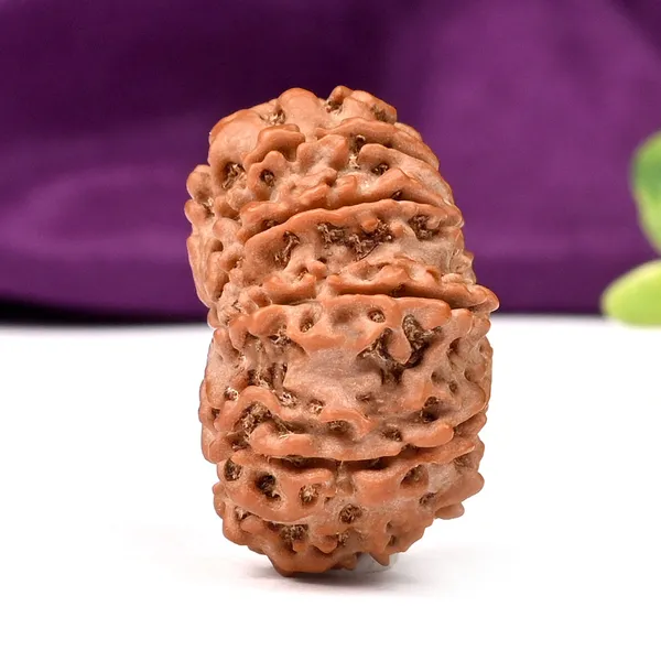 10_Mukhi_Nepal_Large_Rudraksha_Bead
