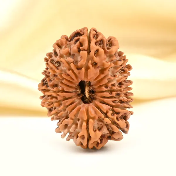 17_Mukhi_From_Nepal_Cviii