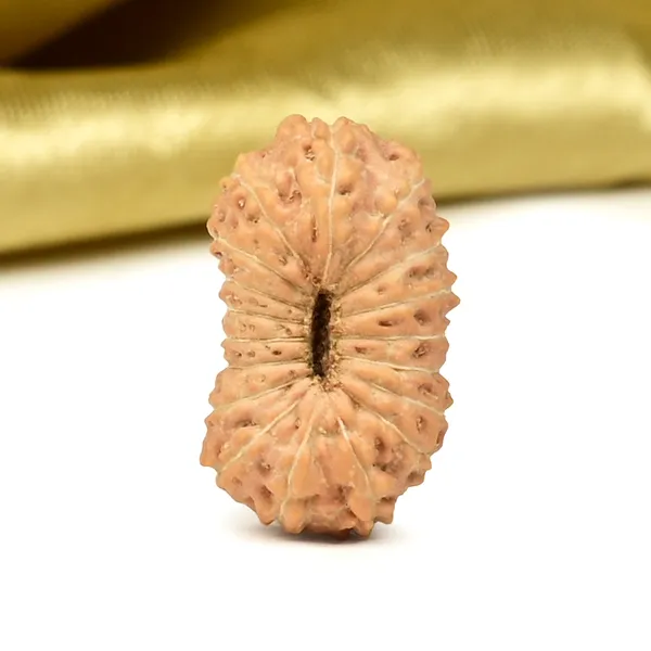 18_Mukhi_From_Java_Indonesia_Cxl