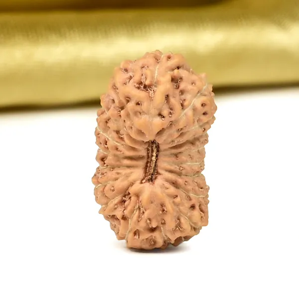 18_Mukhi_From_Java_Indonesia_Cxl
