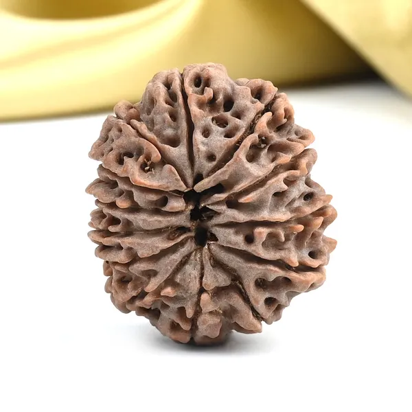 13_Mukhi_From_Nepal_Ccxxxvii