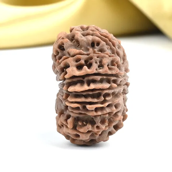13_Mukhi_From_Nepal_Ccxxxvii
