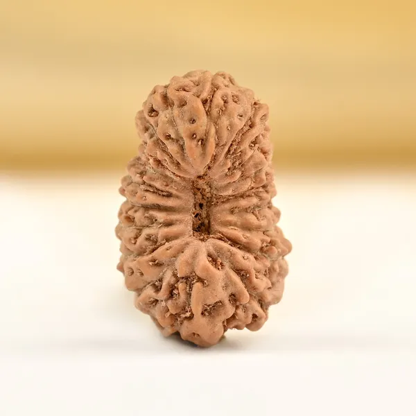 19_Mukhi_From_Java_Indonesia_Small_Cciv