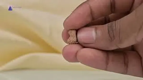 19_Mukhi_From_Java_Indonesia_Small_Cciv