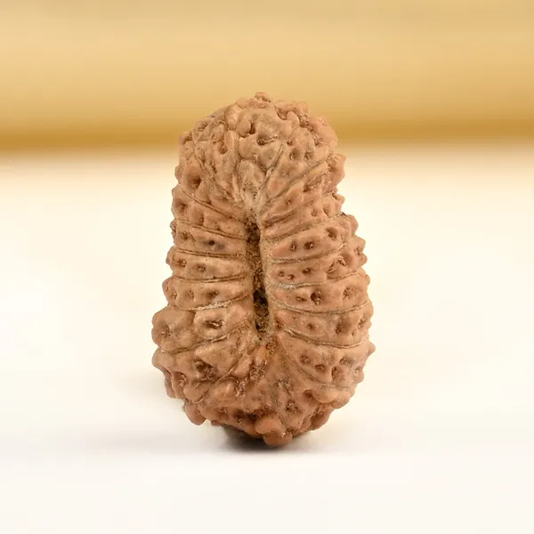 19_Mukhi_From_Java_Indonesia_Small_Cciv