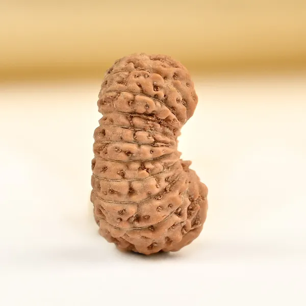 19_Mukhi_From_Java_Indonesia_Small_Cciv