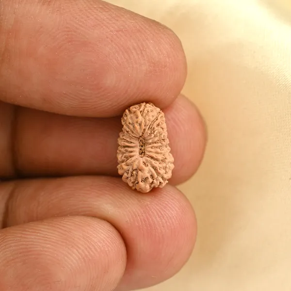 19_Mukhi_From_Java_Indonesia_Small_Cciv