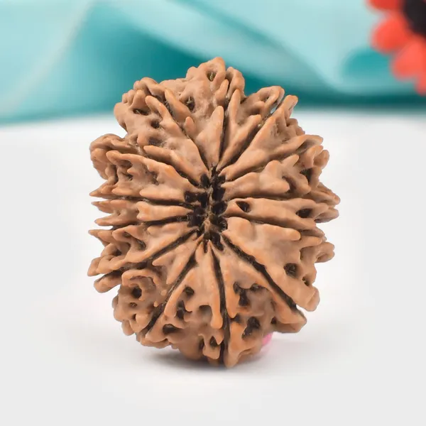 Techpandit_13_Mukhi_Nepal_Rudraksha_Bead