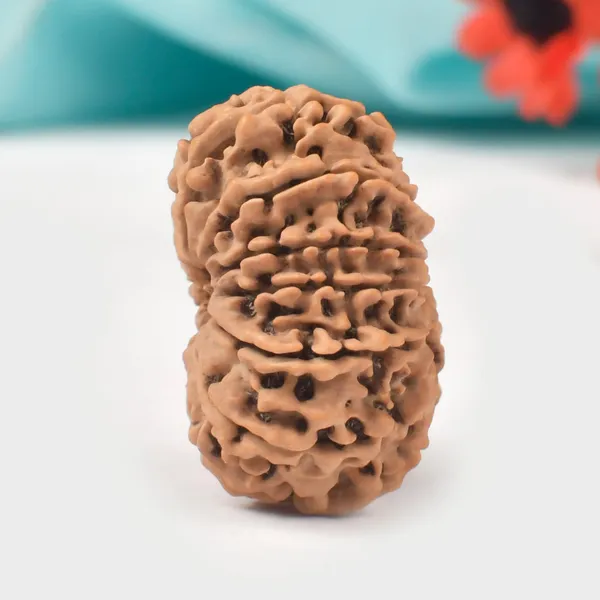 Techpandit_13_Mukhi_Nepal_Rudraksha_Bead