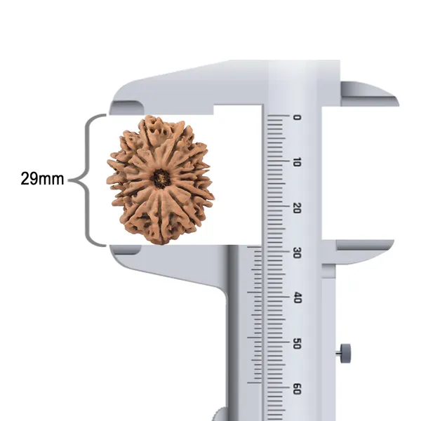 Techpandit_13_Mukhi_Nepal_Rudraksha_Bead