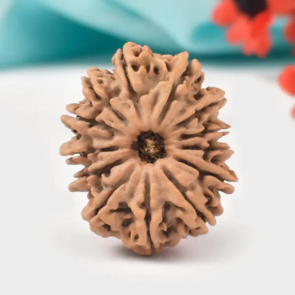 Techpandit_13_Mukhi_Nepal_Rudraksha_Bead