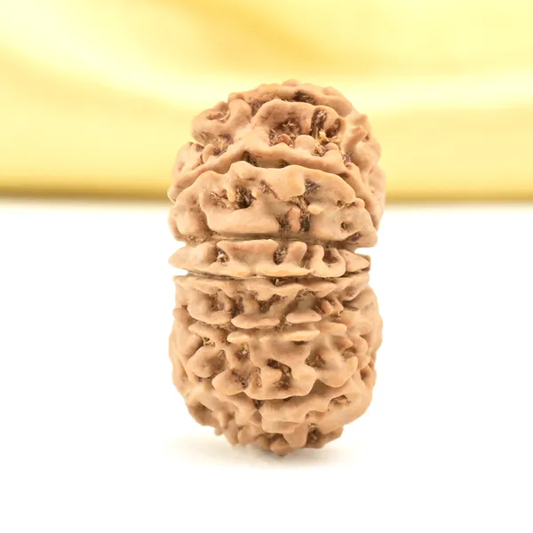 14_Mukhi_From_Nepal_Small_Cclxi