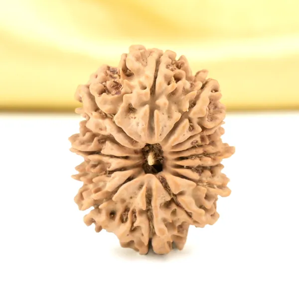 14_Mukhi_From_Nepal_Small_Cclxi