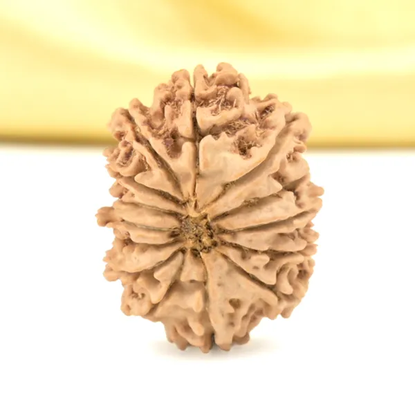 14_Mukhi_From_Nepal_Small_Cclxi