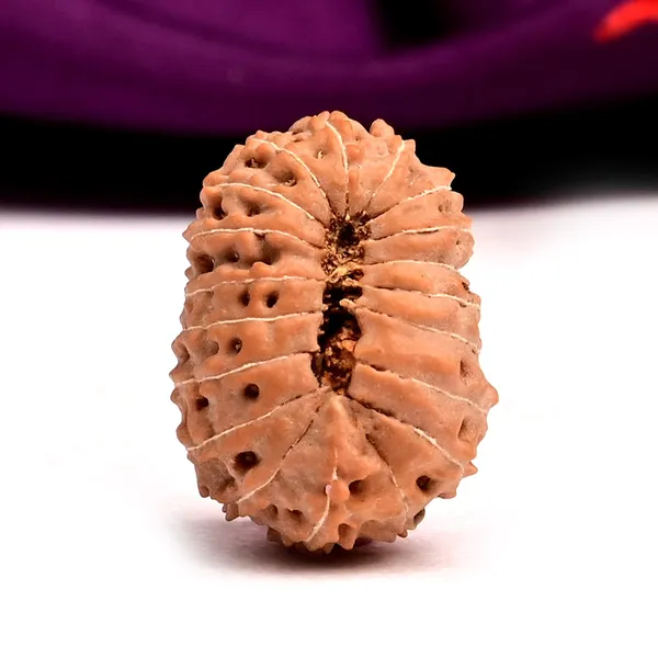 19_Mukhi_Rudraksha_Bead_Indonesia