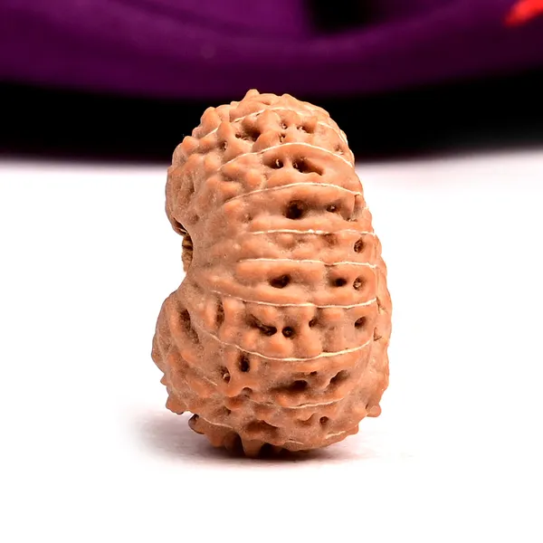 19_Mukhi_Rudraksha_Bead_Indonesia