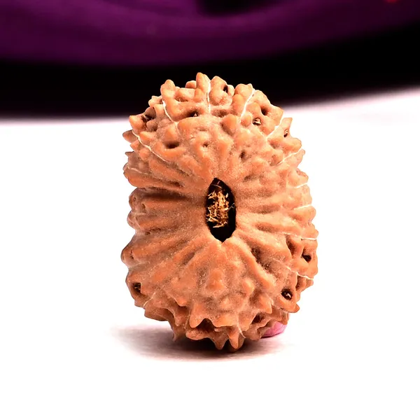 19_Mukhi_Rudraksha_Bead_Indonesia