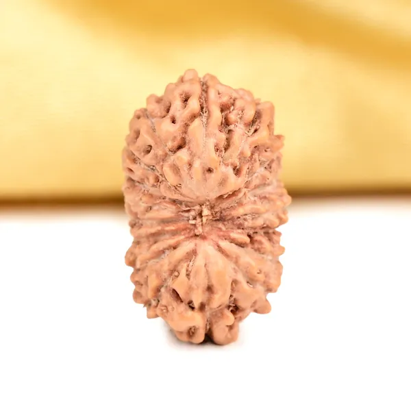 Techpandit_17_Mukhi_Rudraksha_Bead_Indonesia