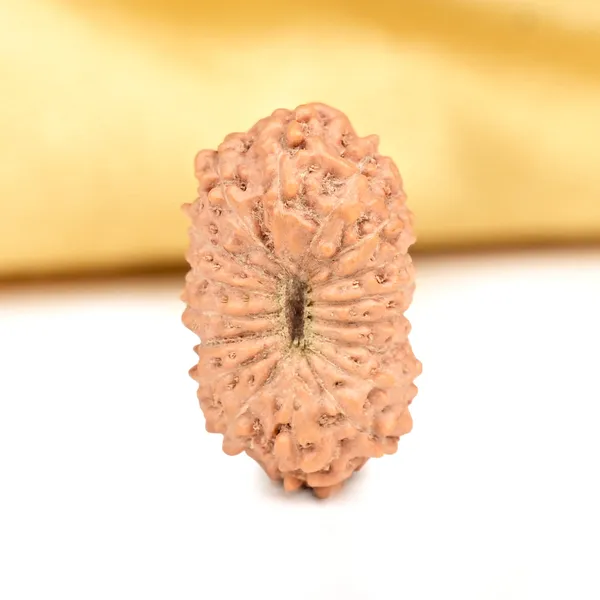 Techpandit_17_Mukhi_Rudraksha_Bead_Indonesia