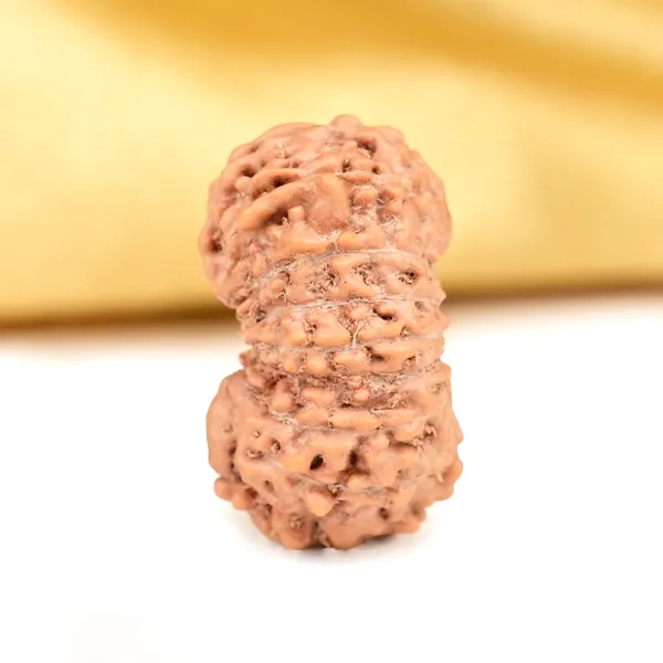 Techpandit_17_Mukhi_Rudraksha_Bead_Indonesia