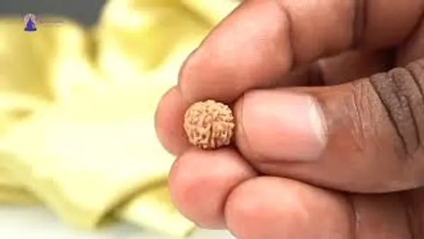 Techpandit_17_Mukhi_Rudraksha_Bead_Indonesia