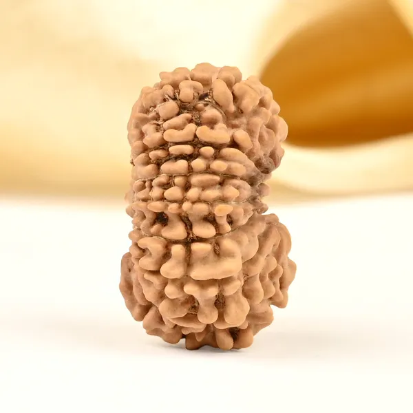 14_Mukhi_From_Nepal_Tiny_Lii