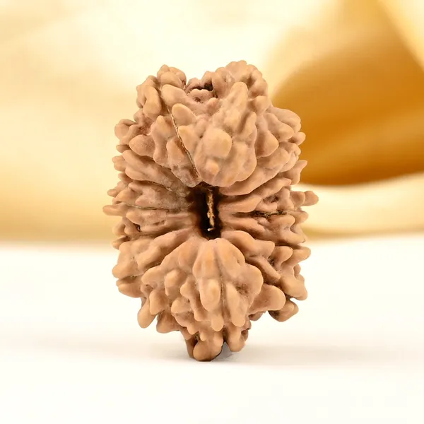 14_Mukhi_From_Nepal_Tiny_Lii