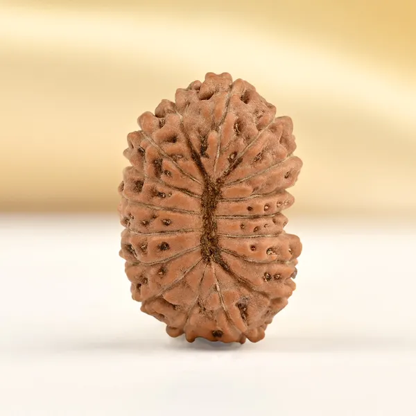 Techpandit_17_Mukhi_Java_Indonesia_Rudraksha_Bead