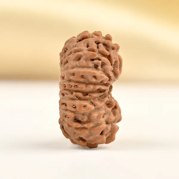 Techpandit_17_Mukhi_Java_Indonesia_Rudraksha_Bead