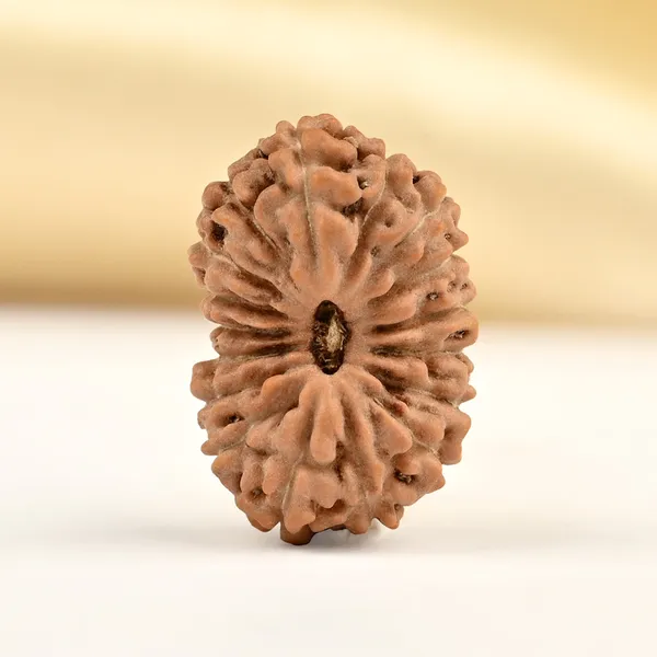 Techpandit_17_Mukhi_Java_Indonesia_Rudraksha_Bead