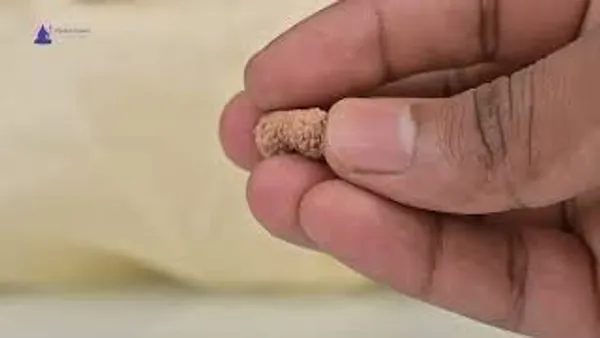 Techpandit_17_Mukhi_Java_Indonesia_Rudraksha_Bead