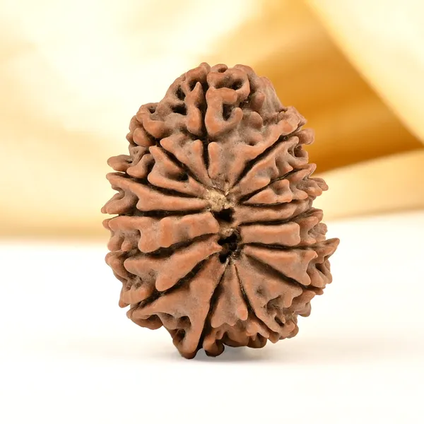 14_Mukhi_From_Nepal_Tiny_Lix