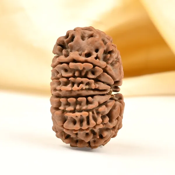 14_Mukhi_From_Nepal_Tiny_Lix