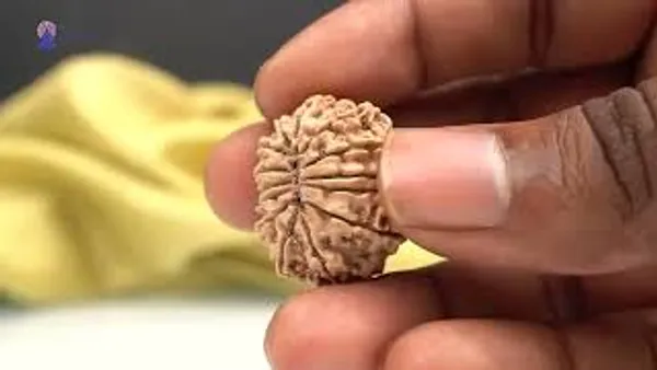 14_Mukhi_From_Nepal_Ccxli