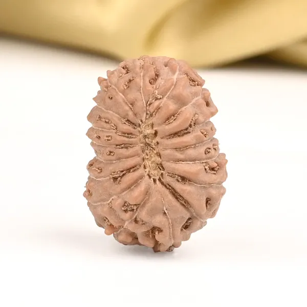 17_Mukhi_From_Java_Indonesia_Large_Ccix