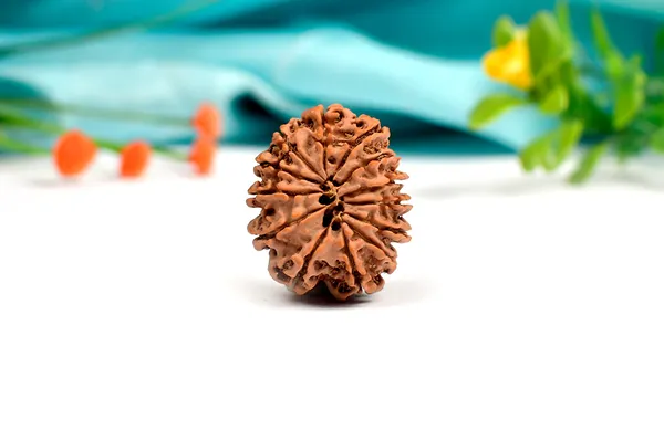 Techpandit_13_Mukhi_Nepal_Rudraksha_Bead