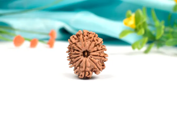 Techpandit_13_Mukhi_Nepal_Rudraksha_Bead