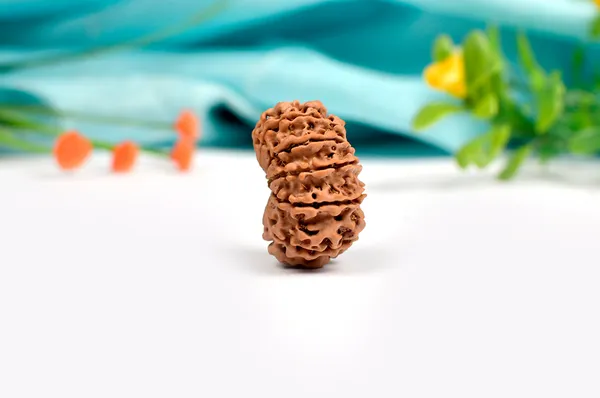 Techpandit_13_Mukhi_Nepal_Rudraksha_Bead