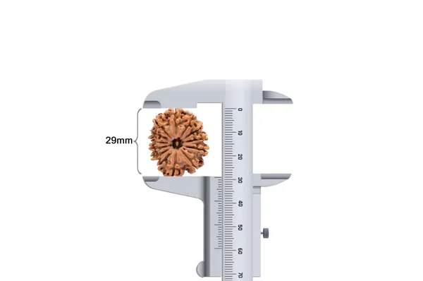 Techpandit_13_Mukhi_Nepal_Rudraksha_Bead
