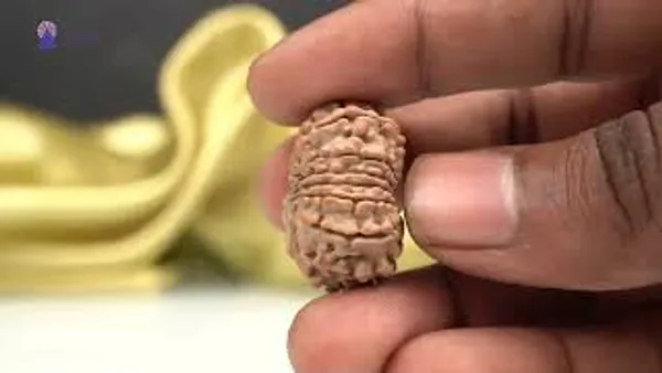 15_Mukhi_From_Nepal_Cxli