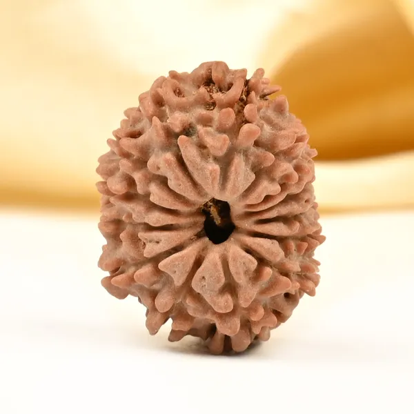 14_Mukhi_Rudraksha_Bead_Nepal