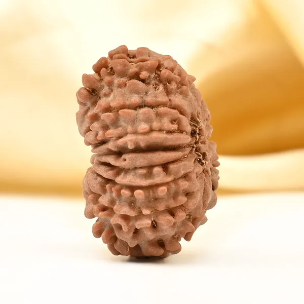14_Mukhi_Rudraksha_Bead_Nepal