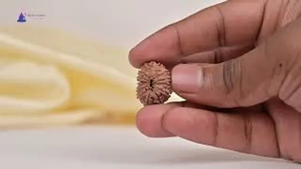 14_Mukhi_Rudraksha_Bead_Nepal
