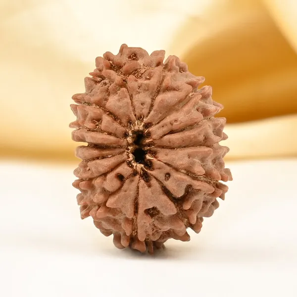 14_Mukhi_Rudraksha_Bead_Nepal