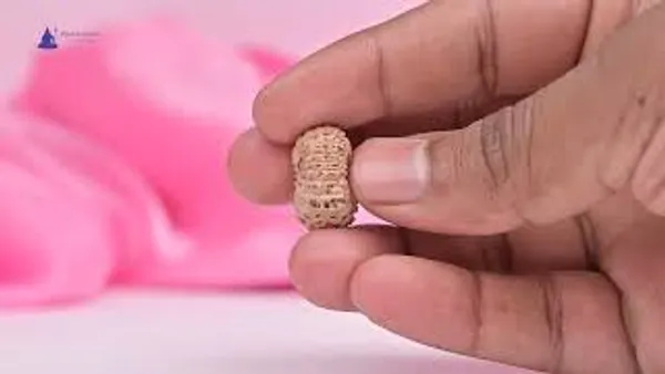 Techpandit_19_Mukhi_Rudraksha_Bead_Indonesia_Large