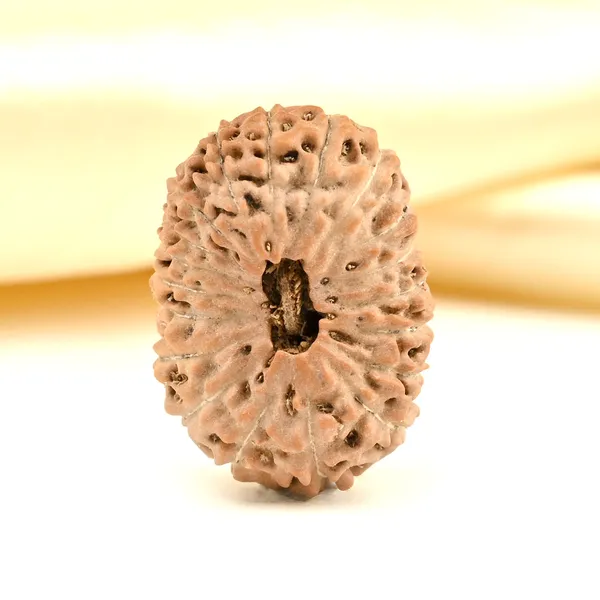 Techpandit_19_Mukhi_Rudraksha_Bead_Indonesia_Large