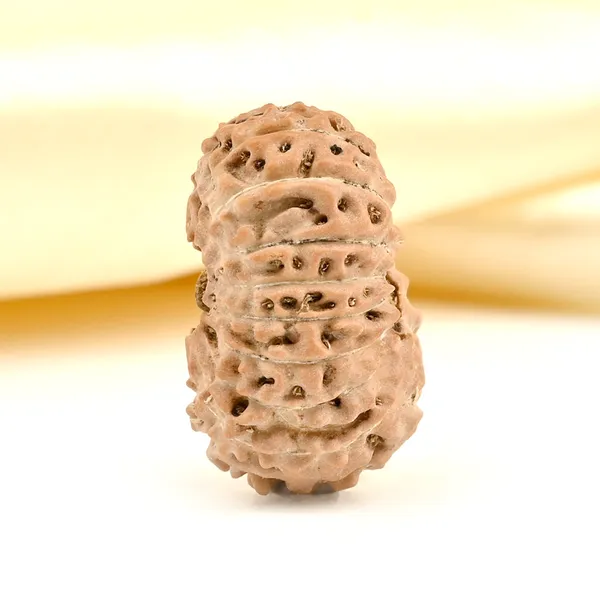 Techpandit_19_Mukhi_Rudraksha_Bead_Indonesia_Large